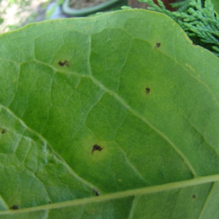 The disease causes small necrotic spots with a yellow halo on both sides of the leaves.